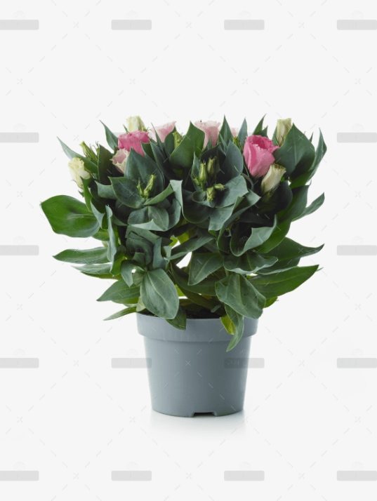Buy Peperomia Angulata Plant