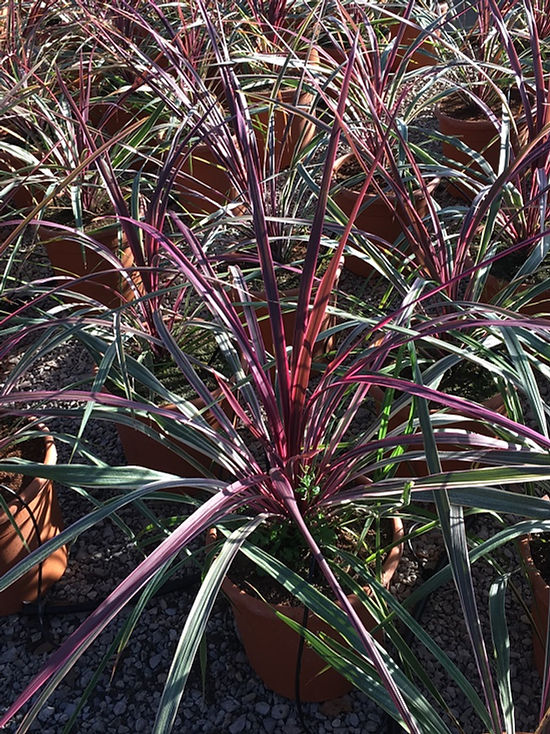 CORDYLINE AUSTRALIS Can Can 15L/3-4ft | Theplantstreecompany