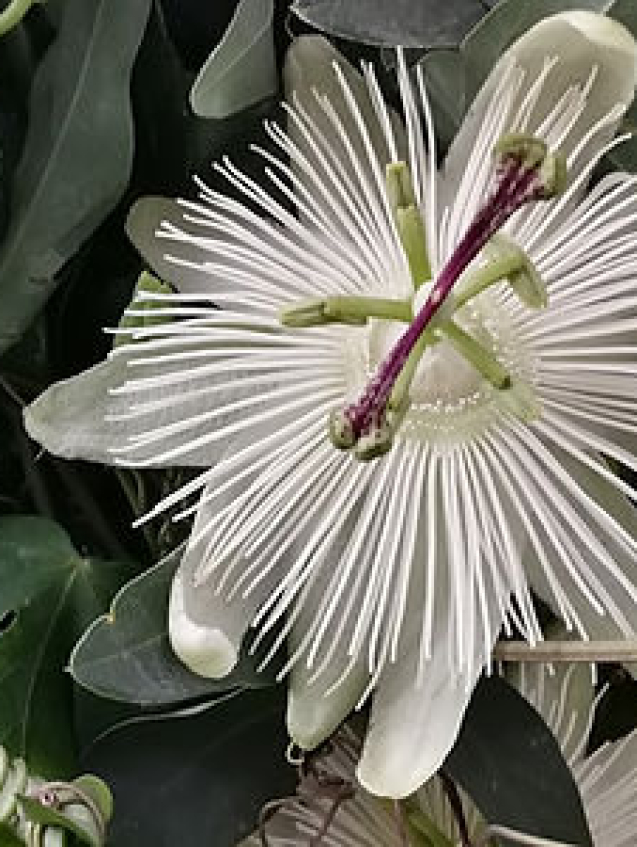 https://theplantstreecompany.com/product/passiflora-caerulea-constance-eliott-white-passion-flower-2/