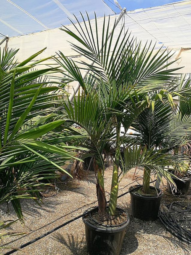 https://theplantstreecompany.com/product/archontophoenix-cunninghamiana-piccabeen-palm-2/