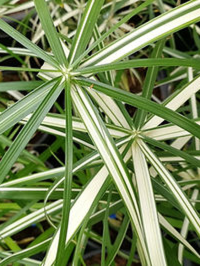 https://theplantstreecompany.com/product/cyperus-alternifolius-variegatus-variegated-umbrella-plant-4/