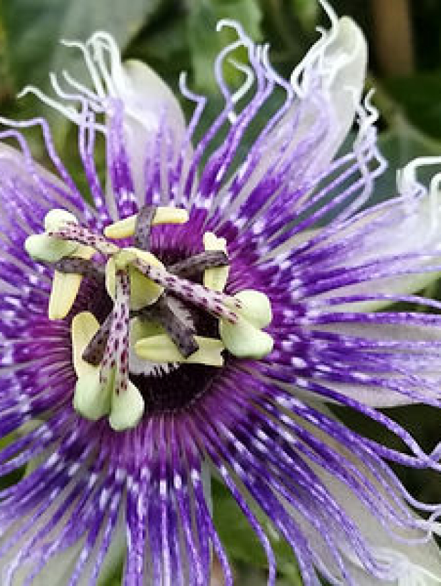 https://theplantstreecompany.com/product/passiflora-edulis-passion-flower-2/