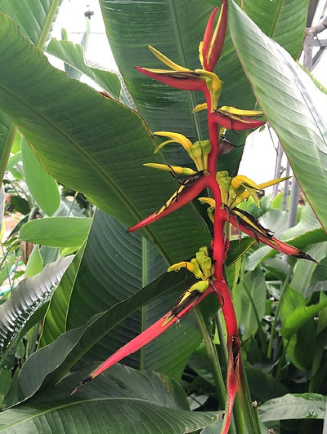 https://theplantstreecompany.com/product/heliconia-schiedeana-lobster-claw-heliconia-4/