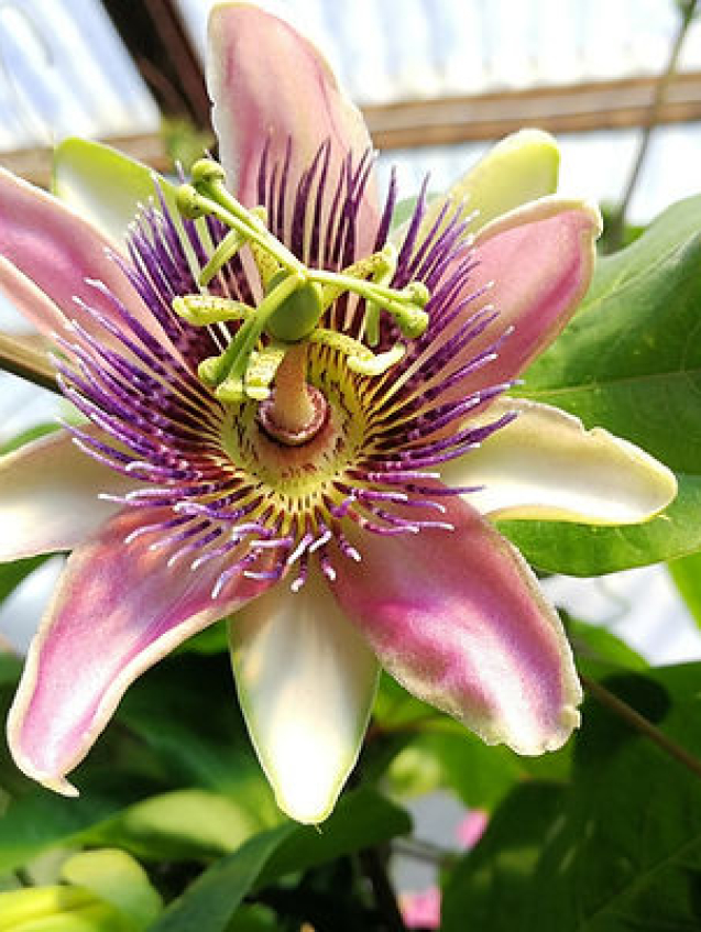 https://theplantstreecompany.com/product/passiflora-x-belotii-3-vines-in-a-25l-pot-3/