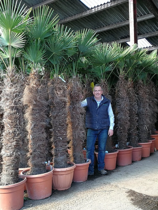 Buy Trachycarpus Wagnerianus Palm Tree | Waggie Palm For Sale